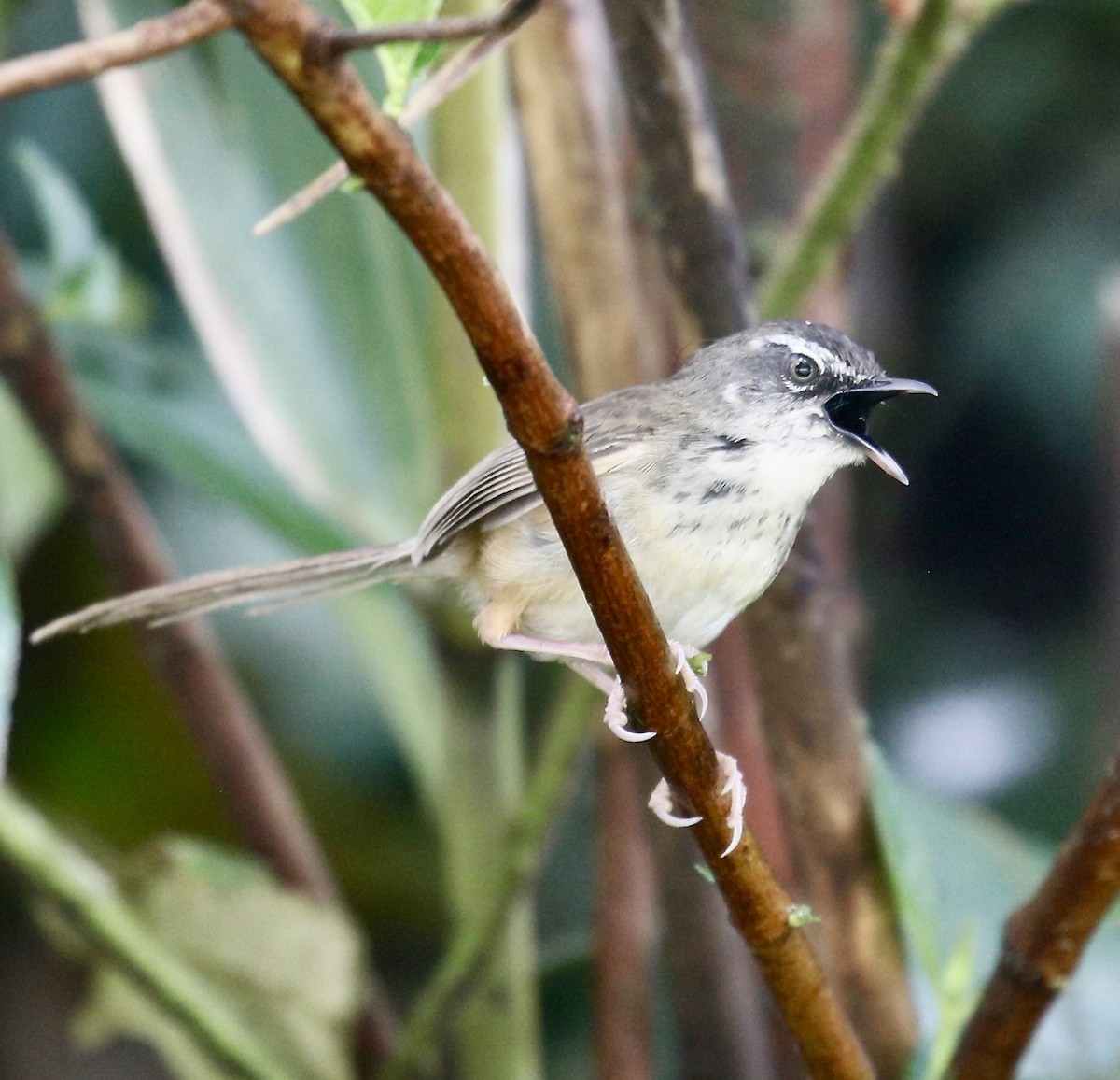 Prinia à sourcils - ML642587141