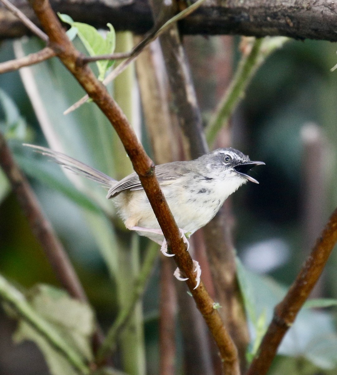 Prinia à sourcils - ML642587142