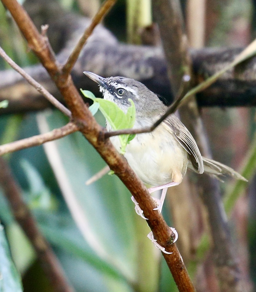 Prinia à sourcils - ML642587143