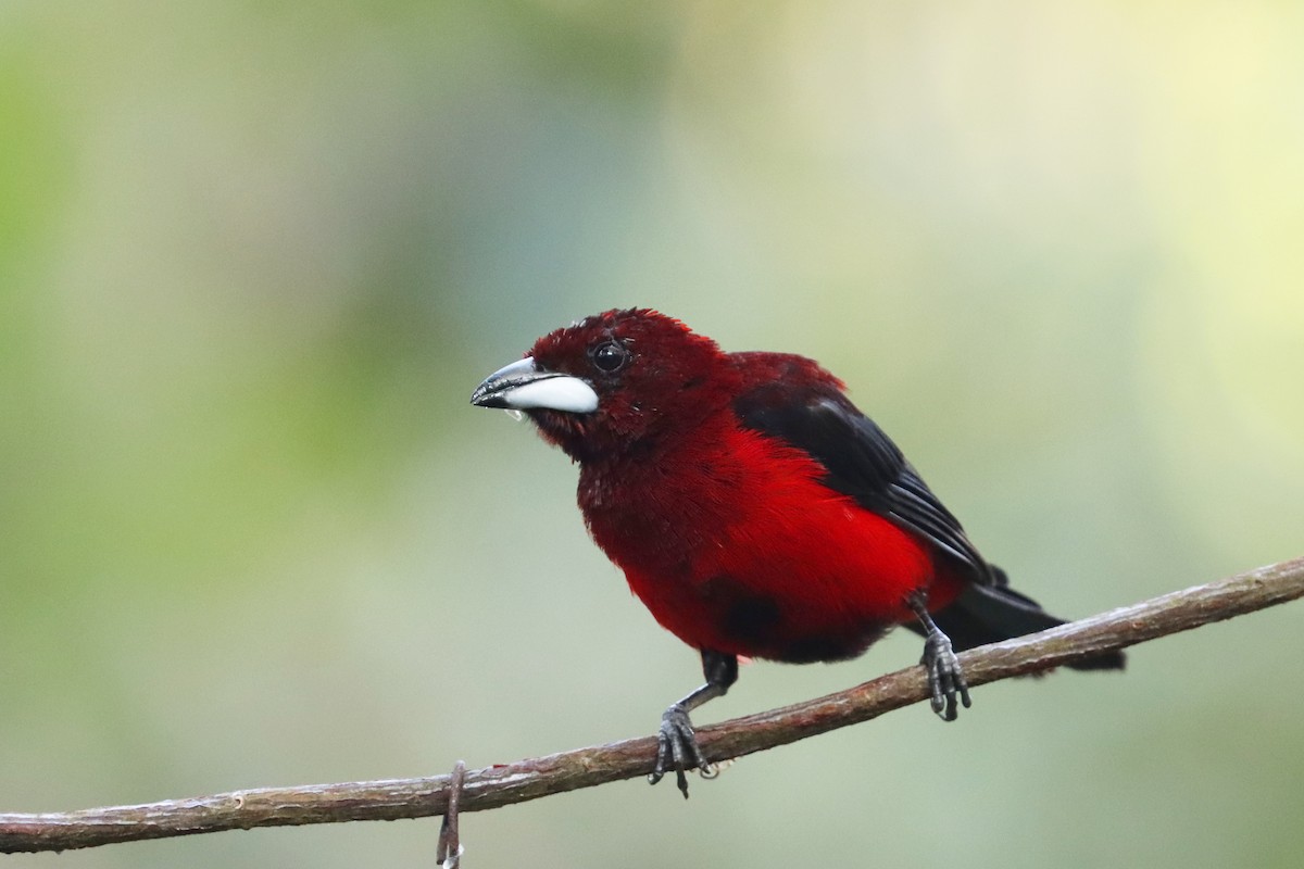 Crimson-backed Tanager - ML642587146