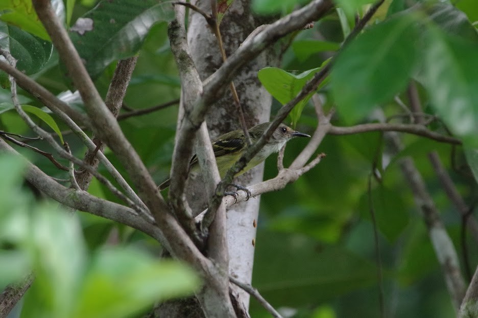 Серощёкий тоди-мухолов - ML642587150