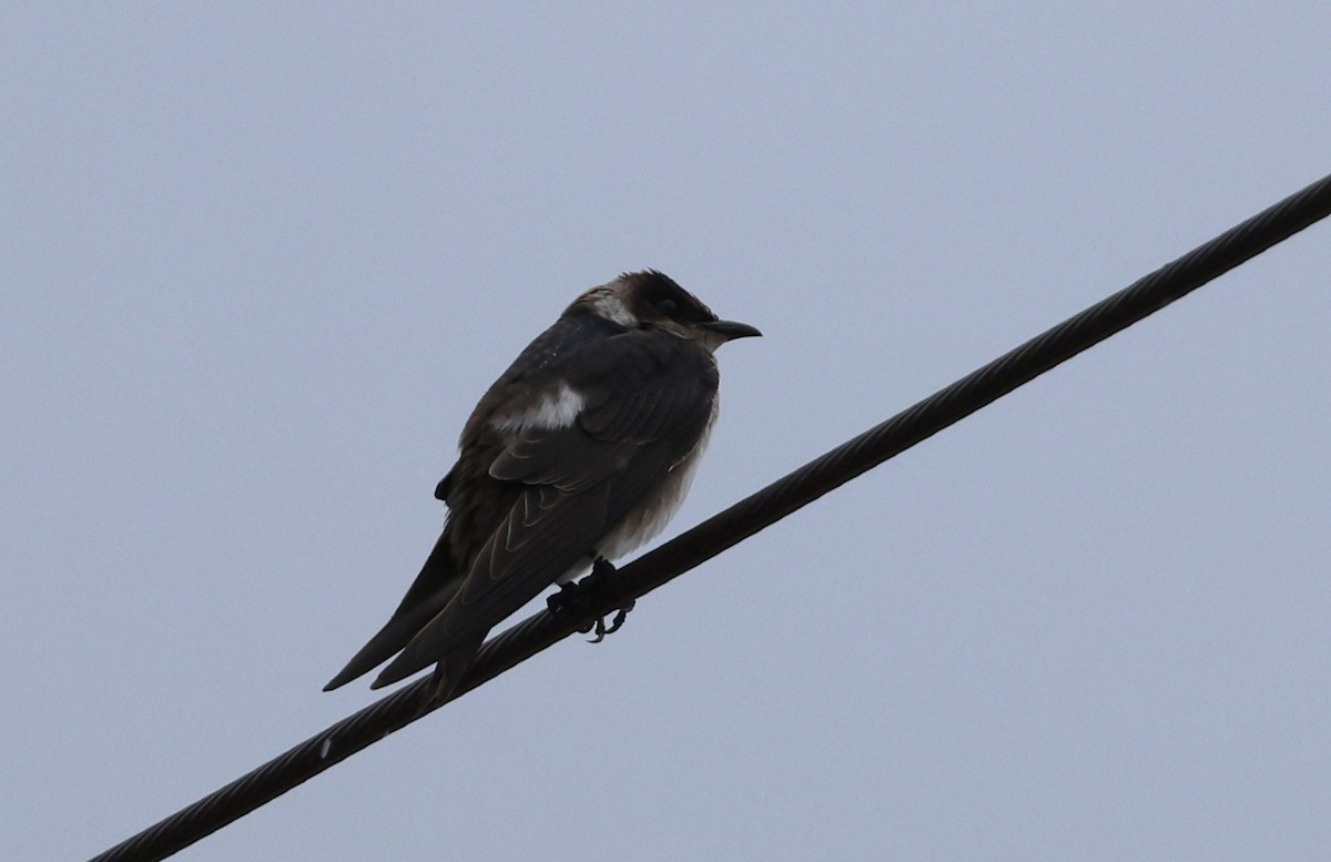 Purple Martin - ML642587180