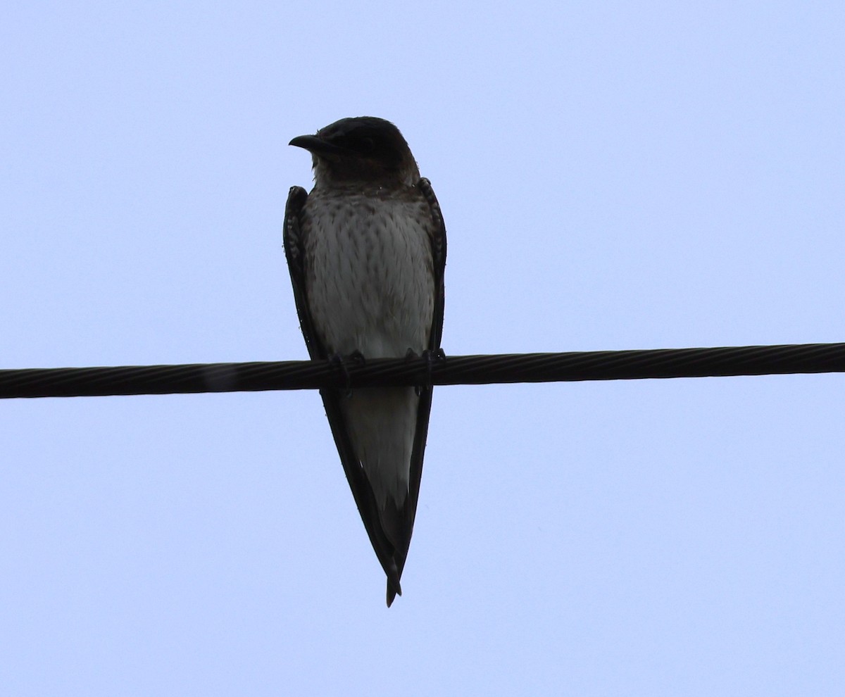 Purple Martin - ML642587181
