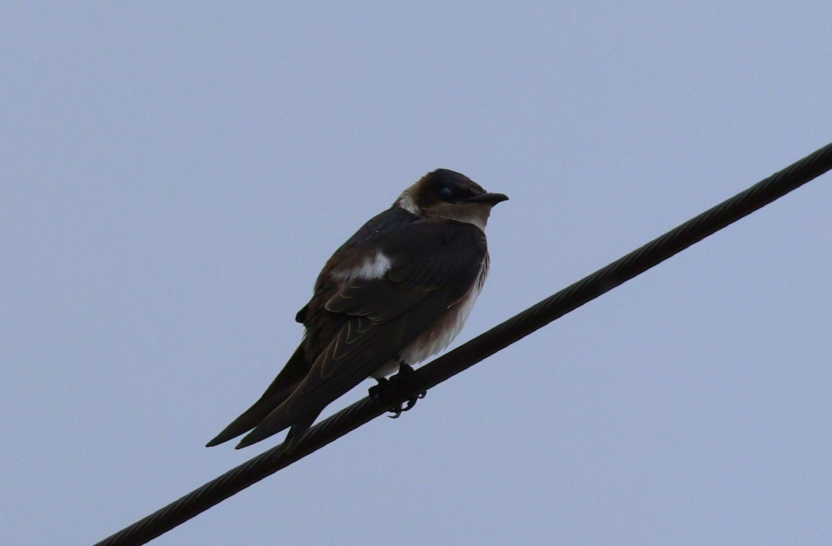 Purple Martin - ML642587182