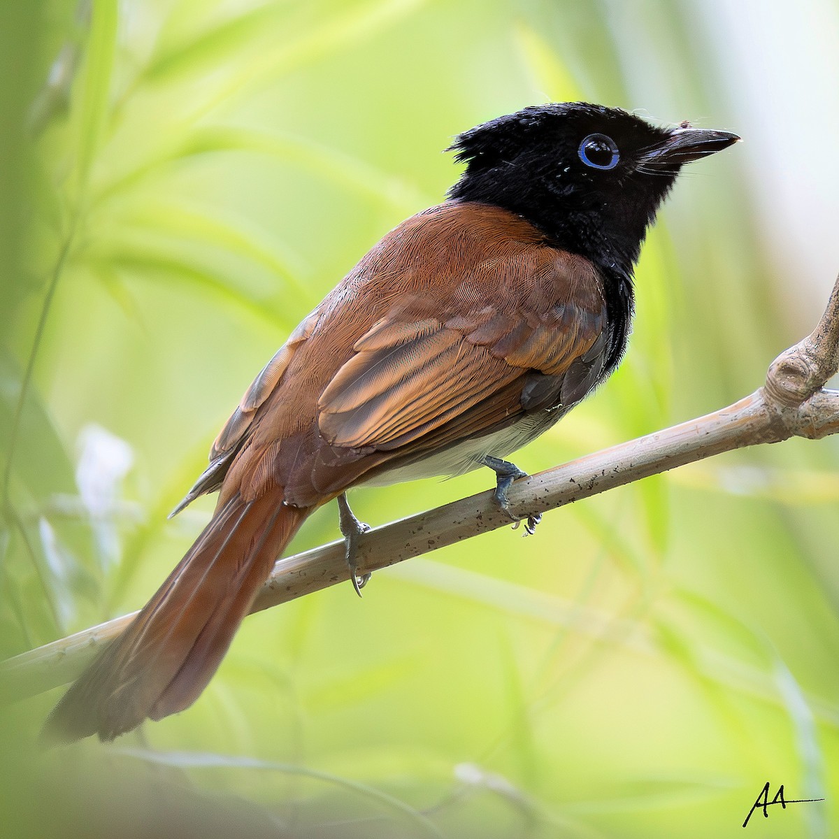 Black Paradise-Flycatcher - ML642587242