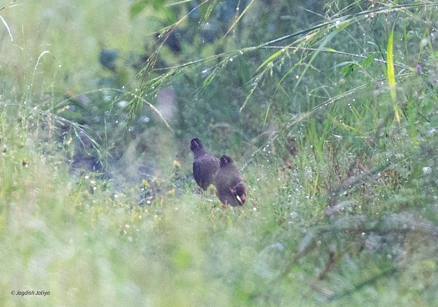 Jungle Bush-Quail - ML642587245