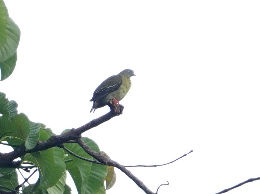 Little Green-Pigeon - ML642587246