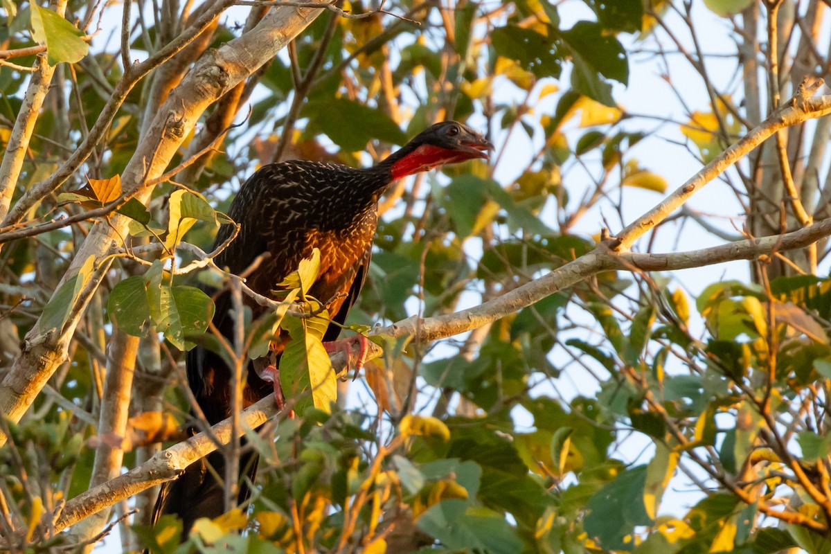 Spix's Guan - ML642587251