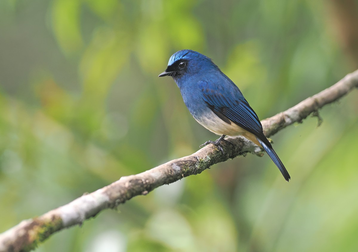Papamoscas Índigo (ruficrissa/cerviniventris) - ML642587253