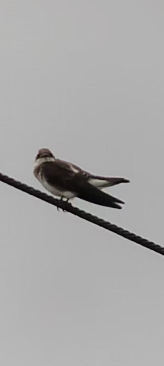 Brown-chested Martin - ML642587258