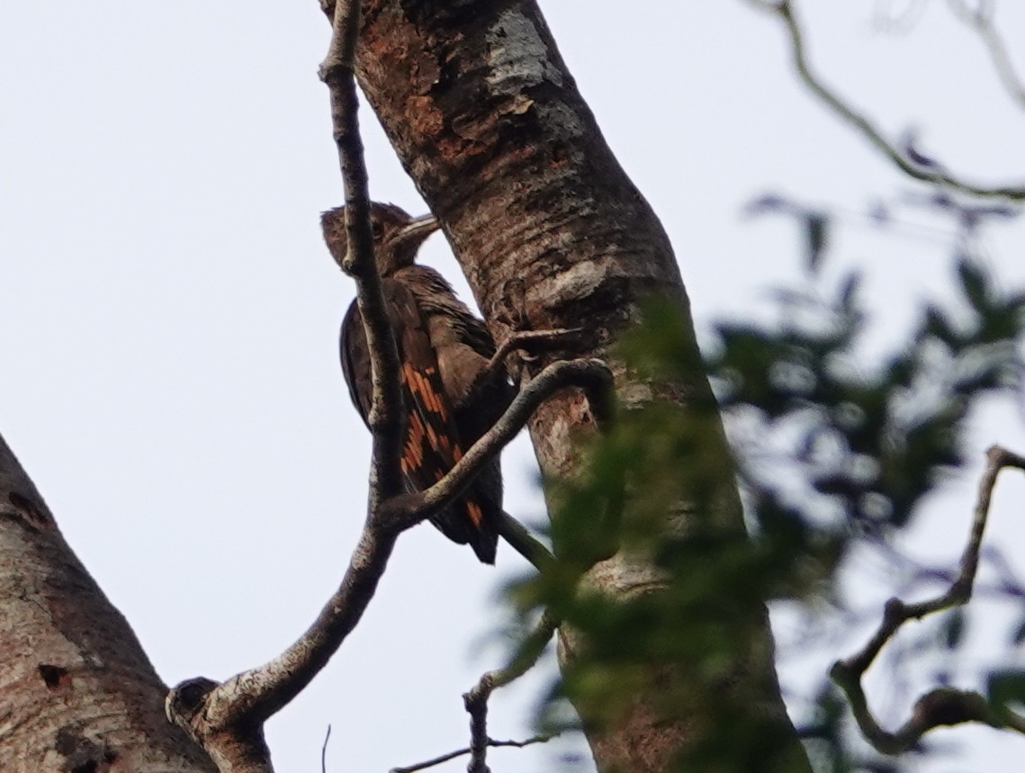 Orange-backed Woodpecker - ML642587267