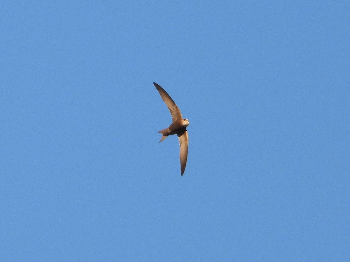 Pallid Swift - ML642587268