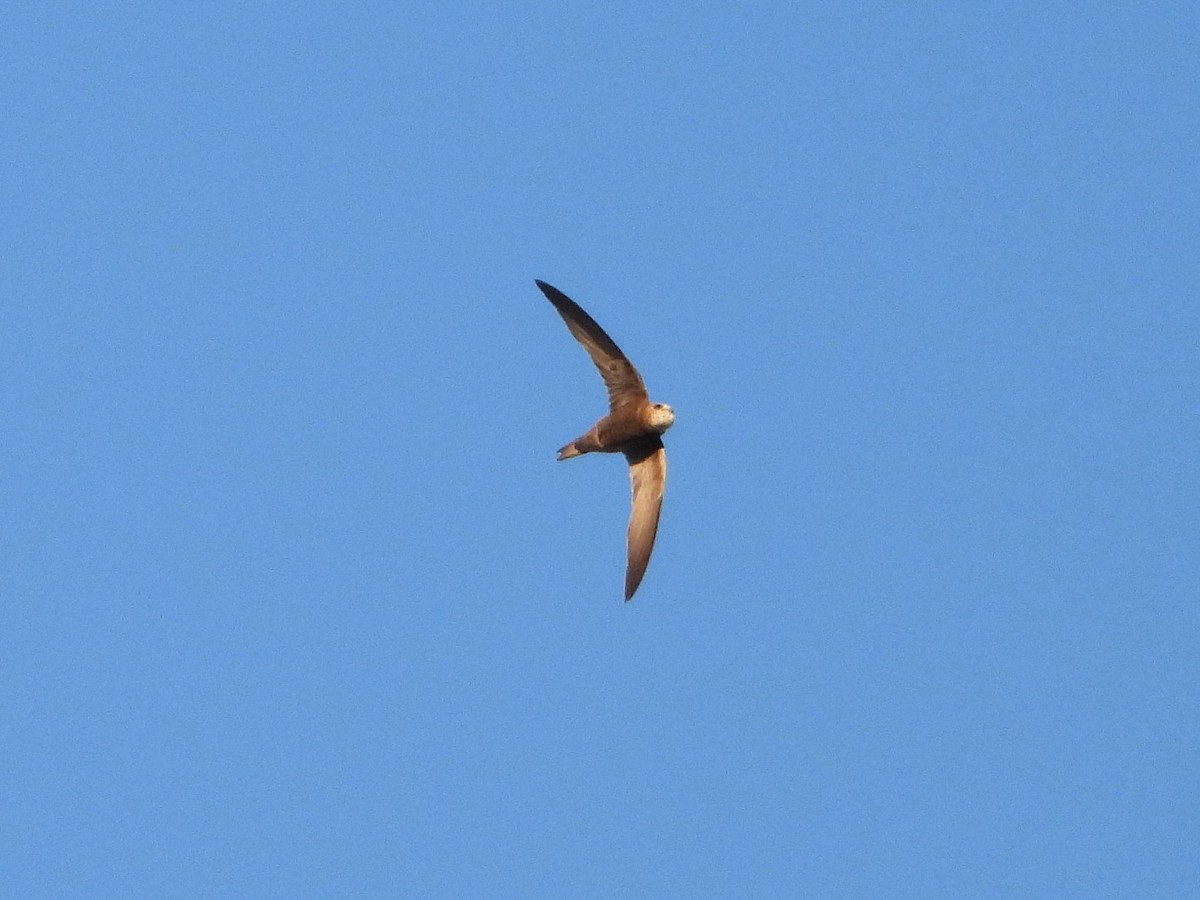 Pallid Swift - ML642587269