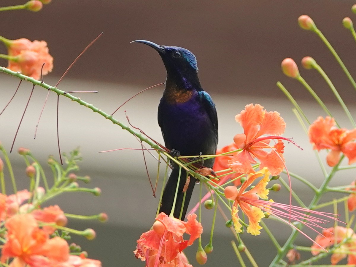Copper-throated Sunbird - ML642587285