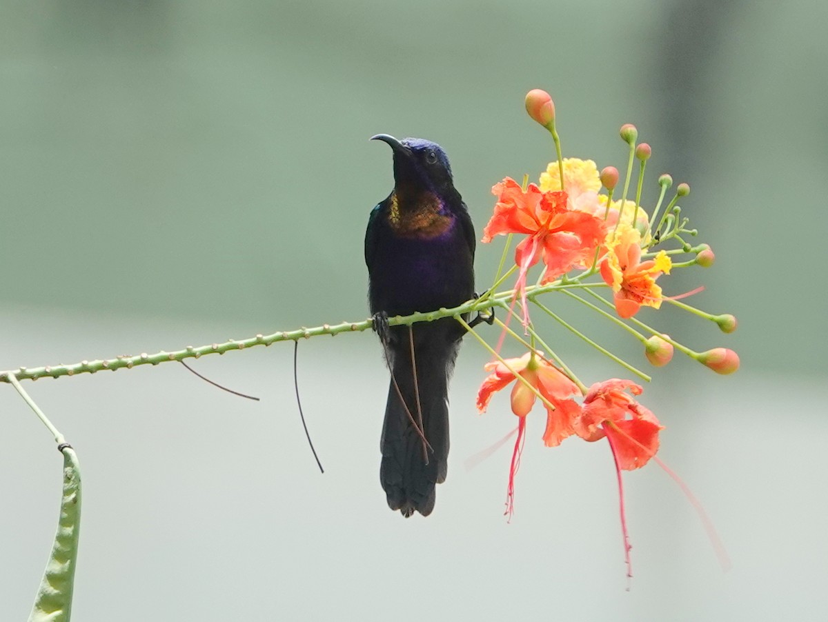 Copper-throated Sunbird - ML642587287
