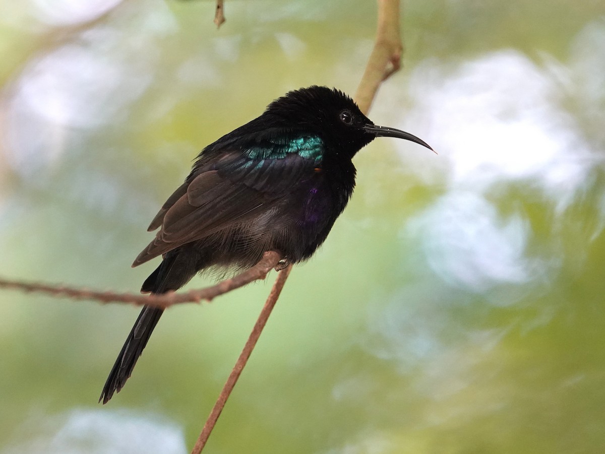 Copper-throated Sunbird - ML642587288