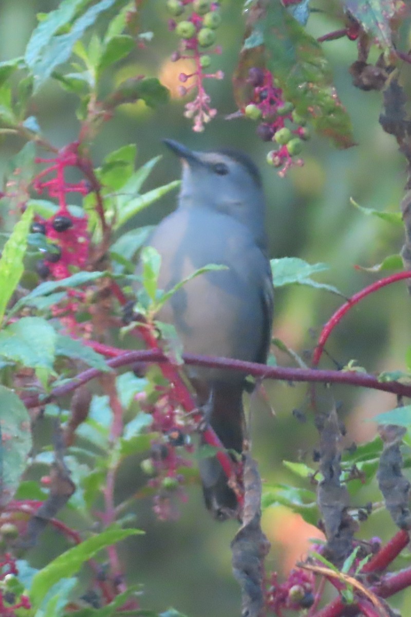 Gray Catbird - ML642587310