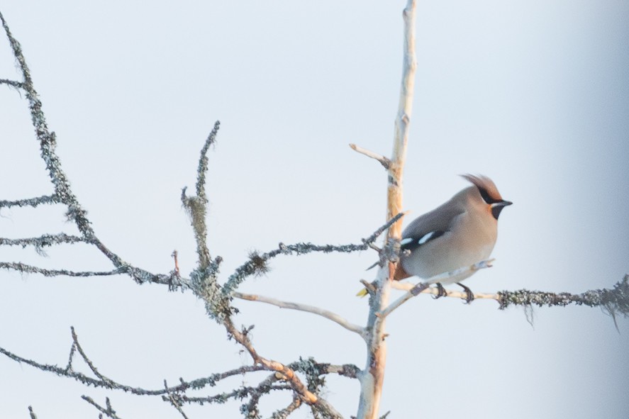 Bohemian Waxwing - ML642587313