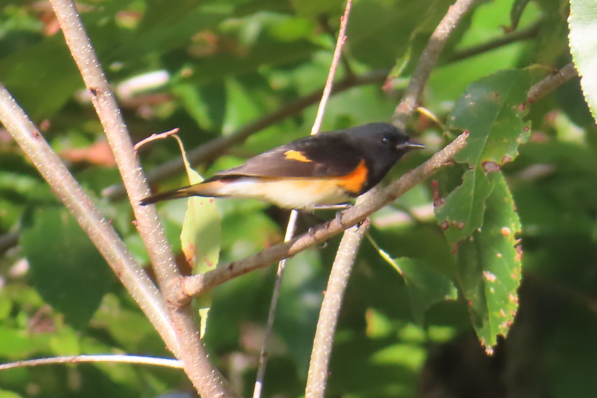 American Redstart - ML642587318