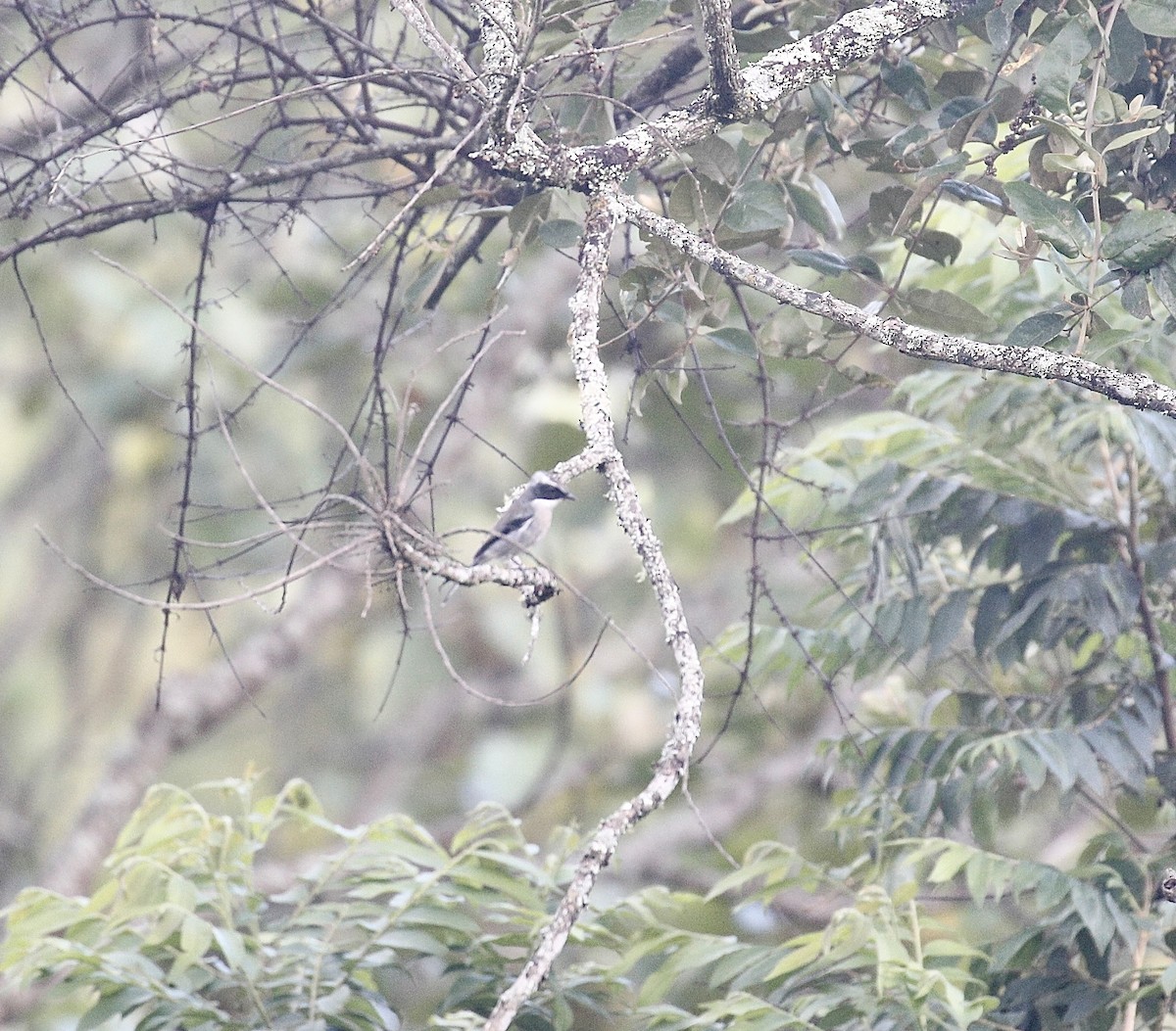Gray Bushchat - ML642587321