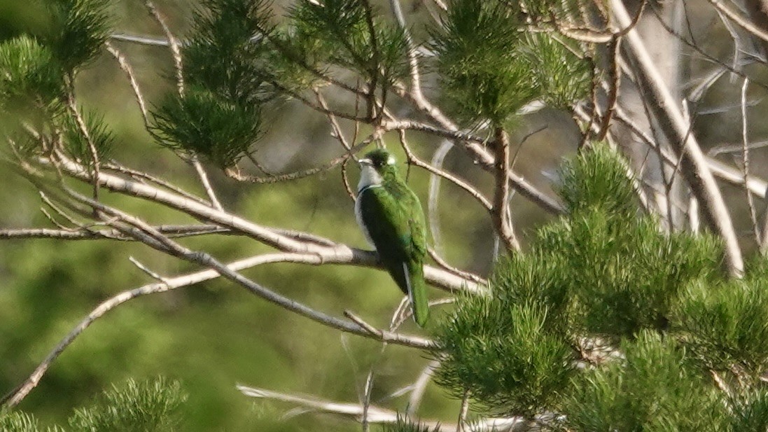 Klaaskuckuck - ML642587323