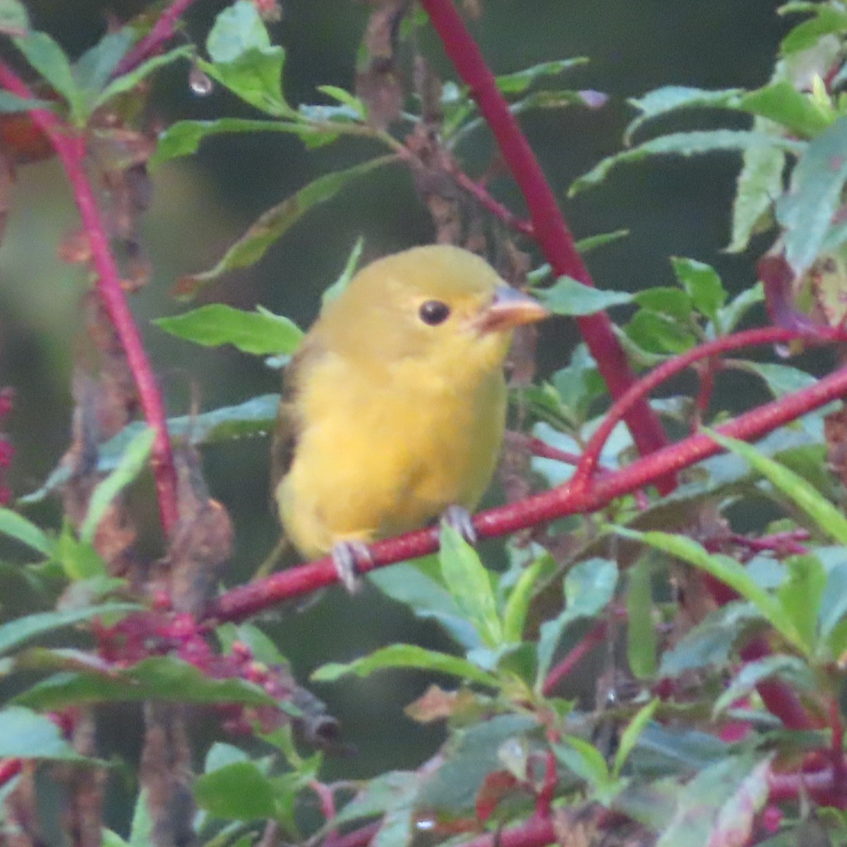 Scarlet Tanager - ML642587326