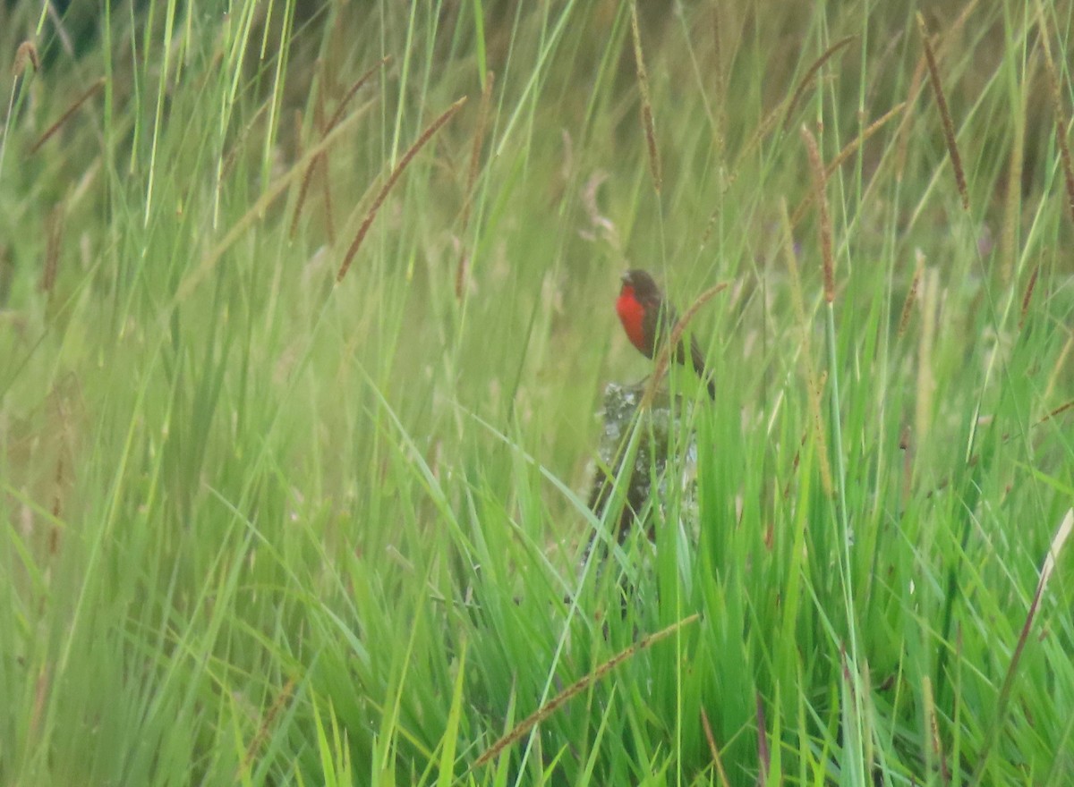 Red-breasted Meadowlark - ML642587330