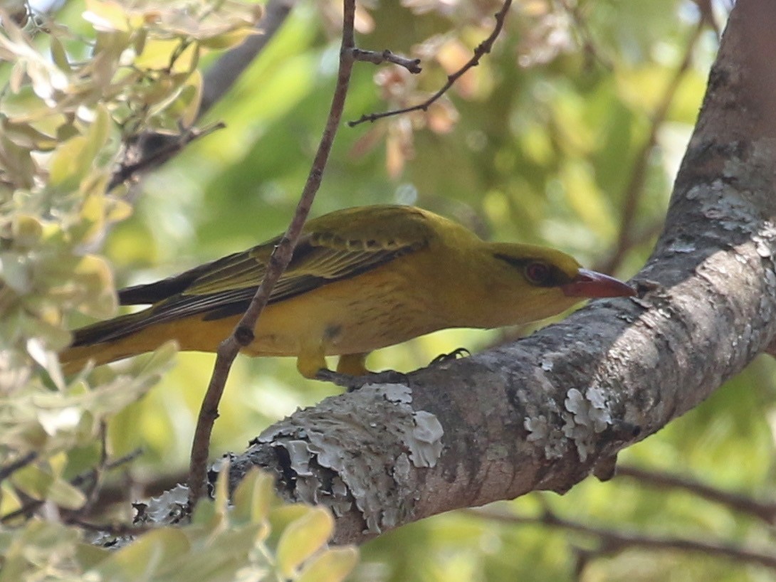 African Golden Oriole - ML642587334