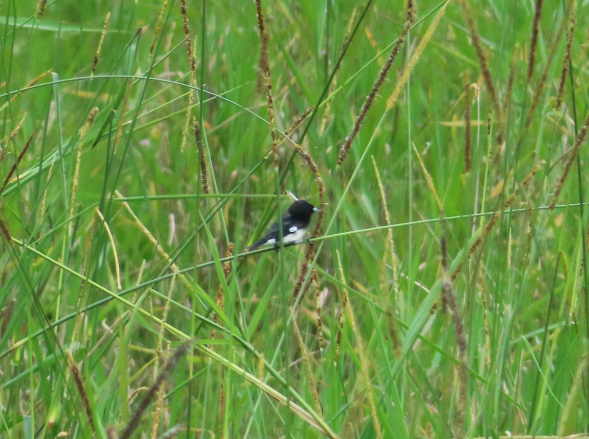 Black-and-white Seedeater - ML642587336