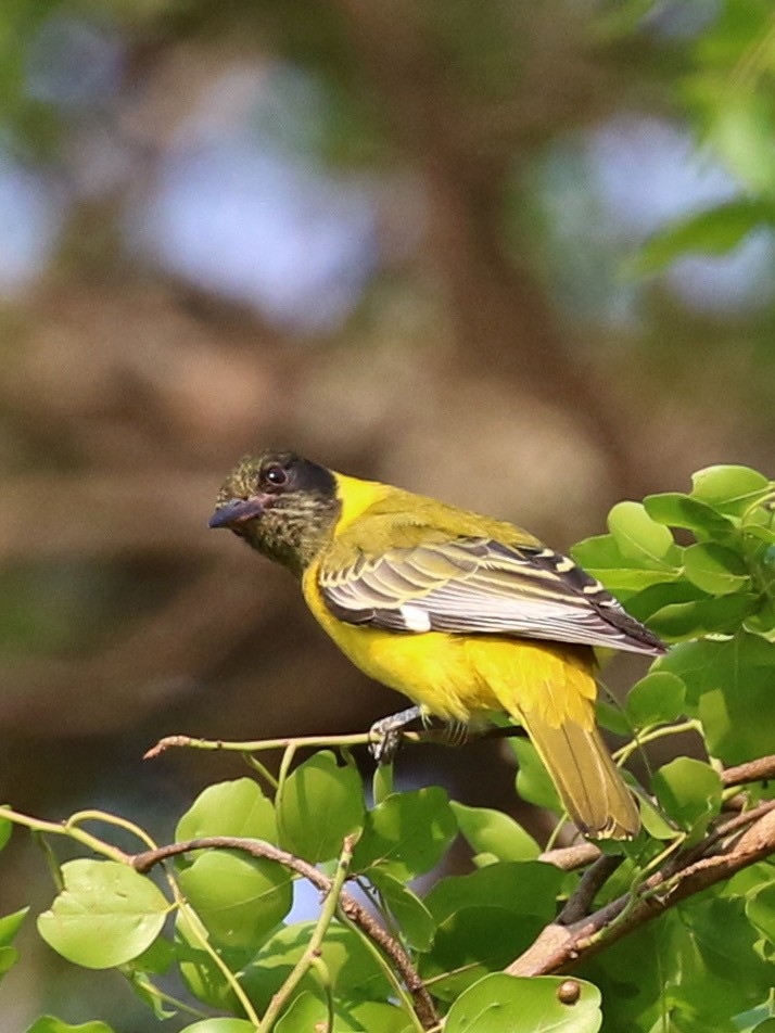 African Black-headed Oriole - ML642587337