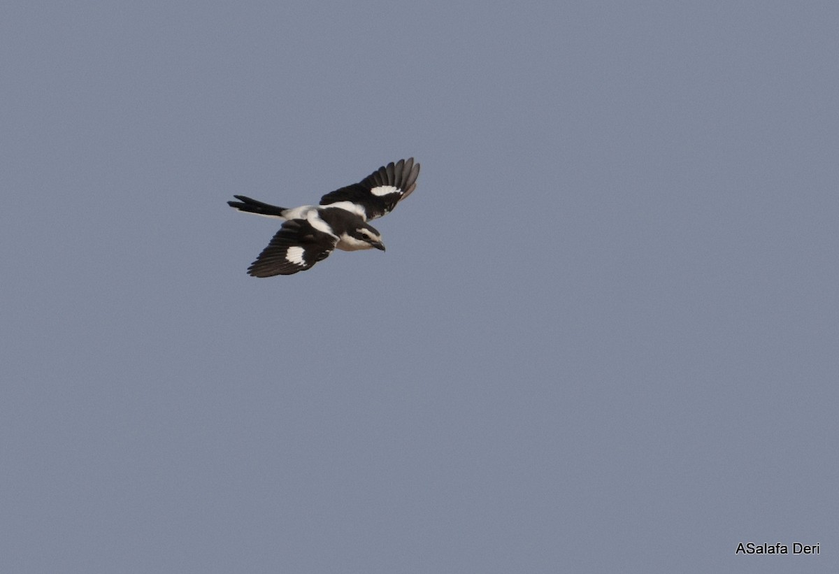 Southern Fiscal (Southern) - ML642587339