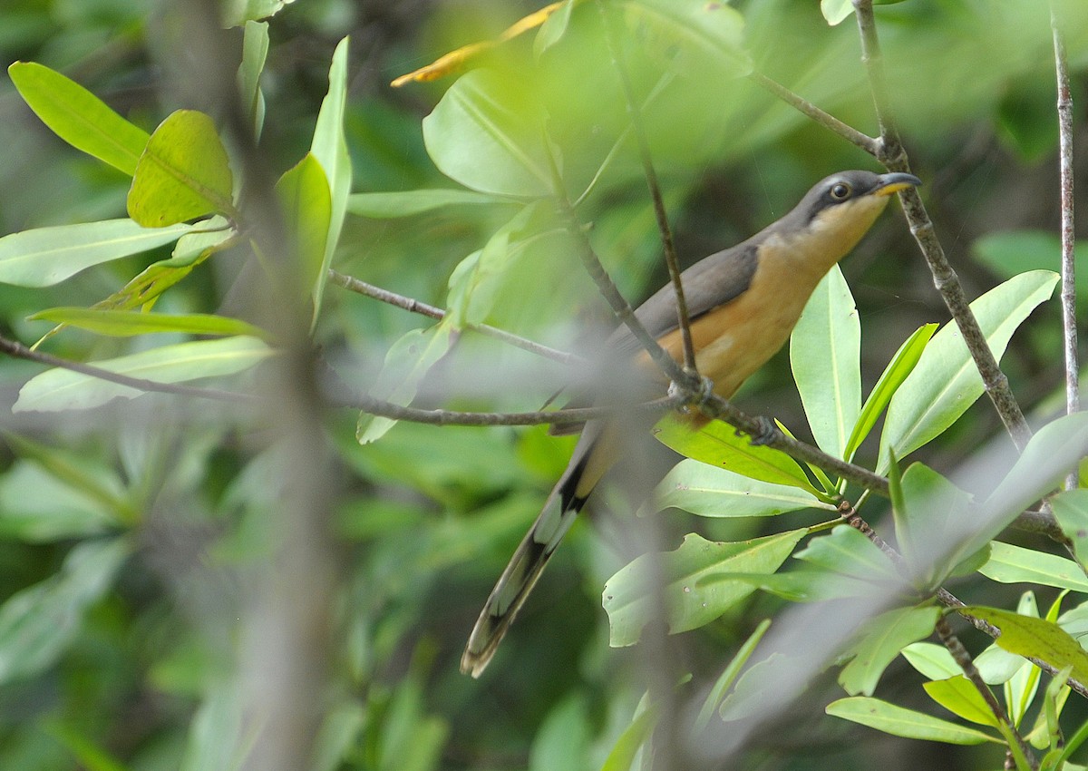 Mangrove Cuckoo - ML642587351