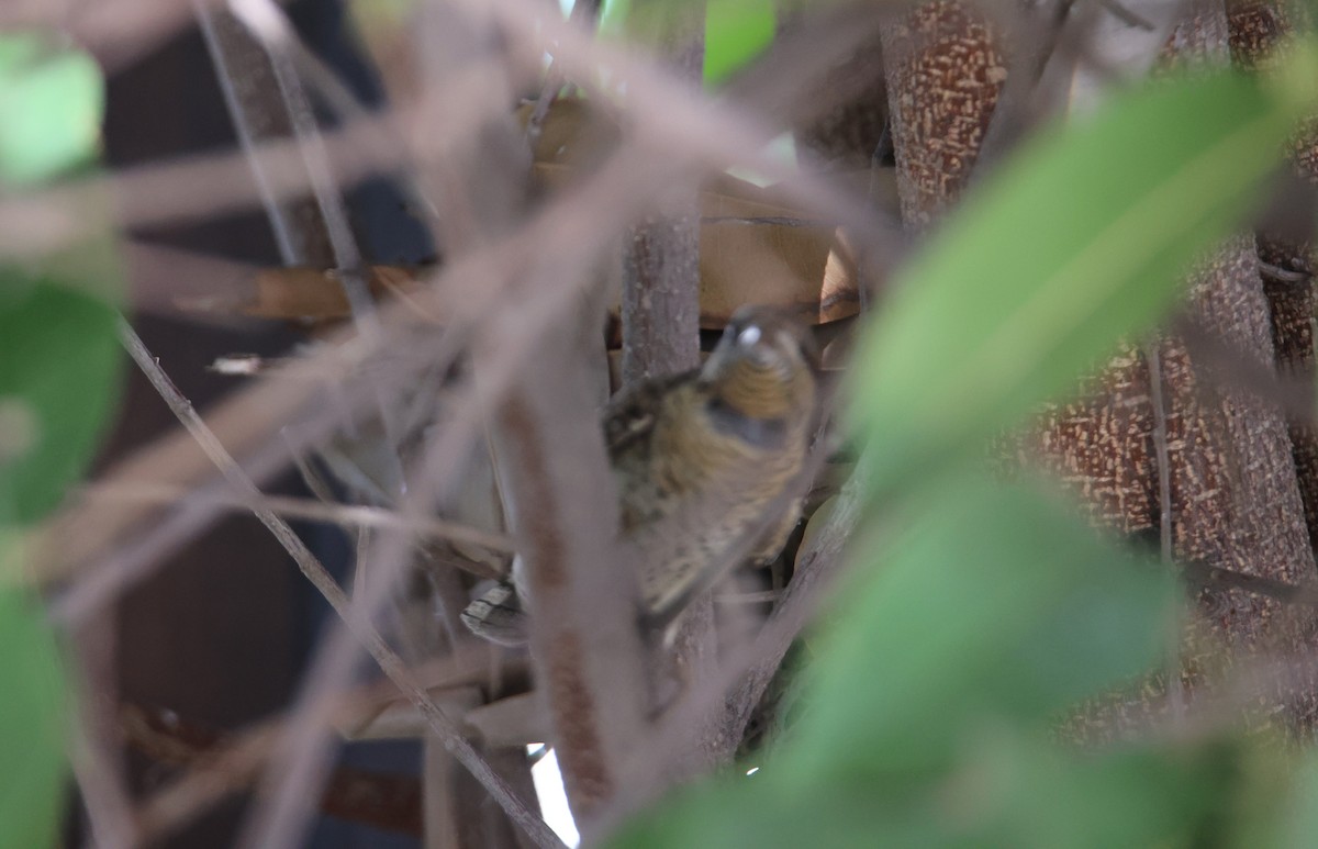 Eurasian Wryneck - ML642587359