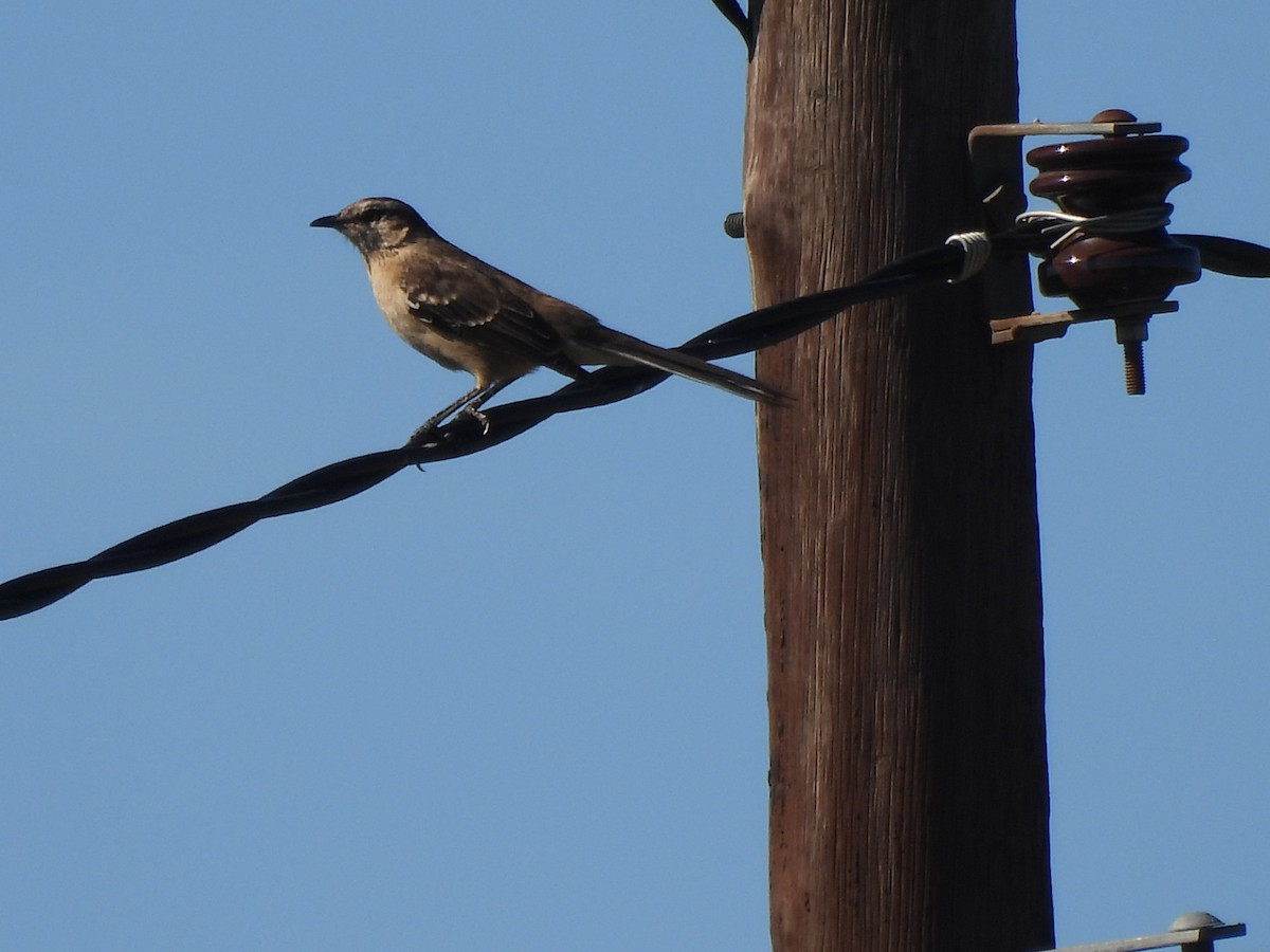 Chalk-browed Mockingbird - ML642587360