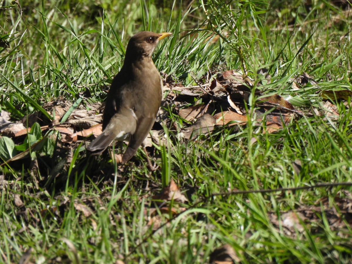 Creamy-bellied Thrush - ML642587367
