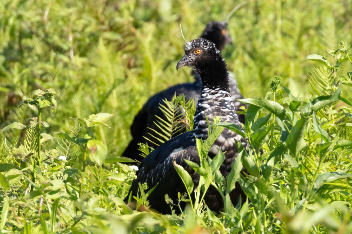 Horned Screamer - ML642587379