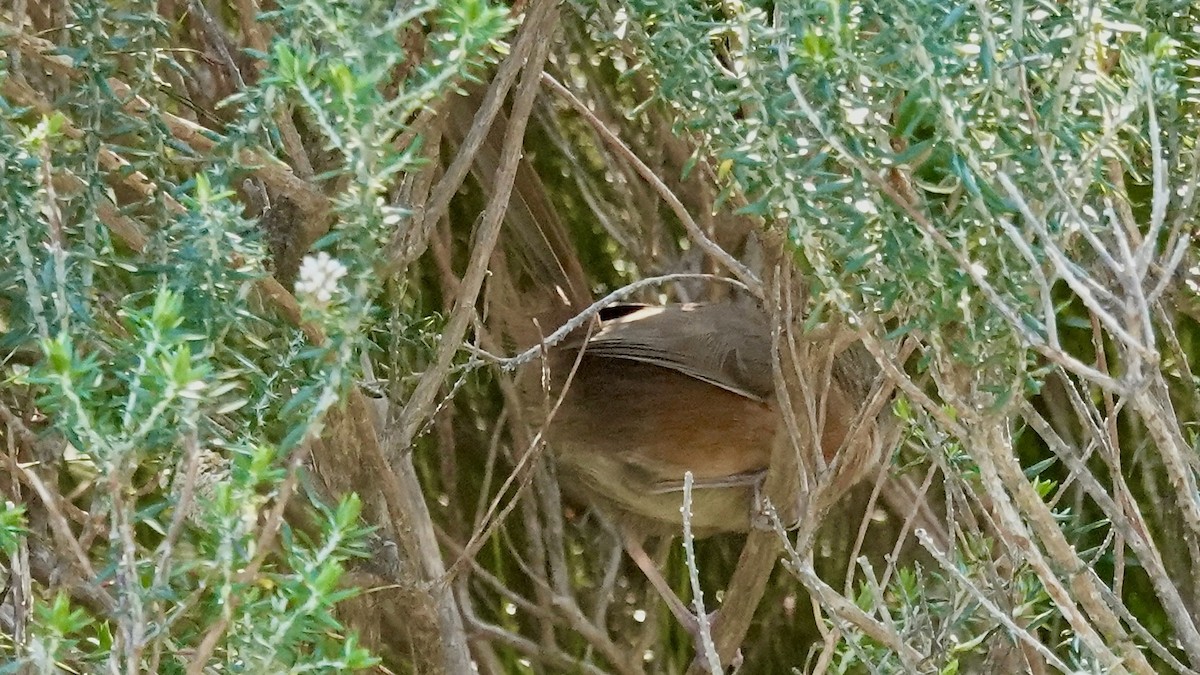Victorin's Warbler - ML642587383