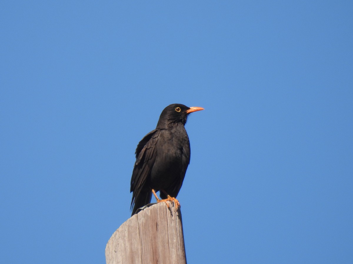 Chiguanco Thrush - ML642587385
