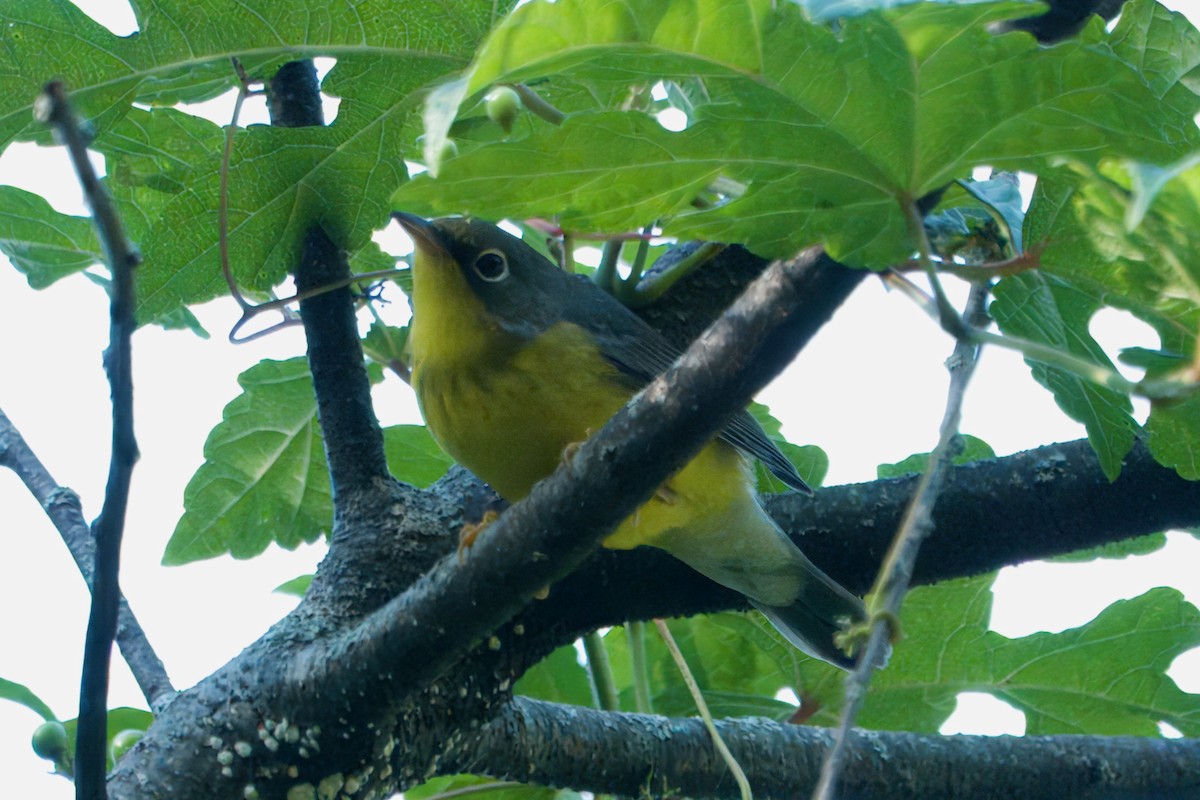 Canada Warbler - ML642587394