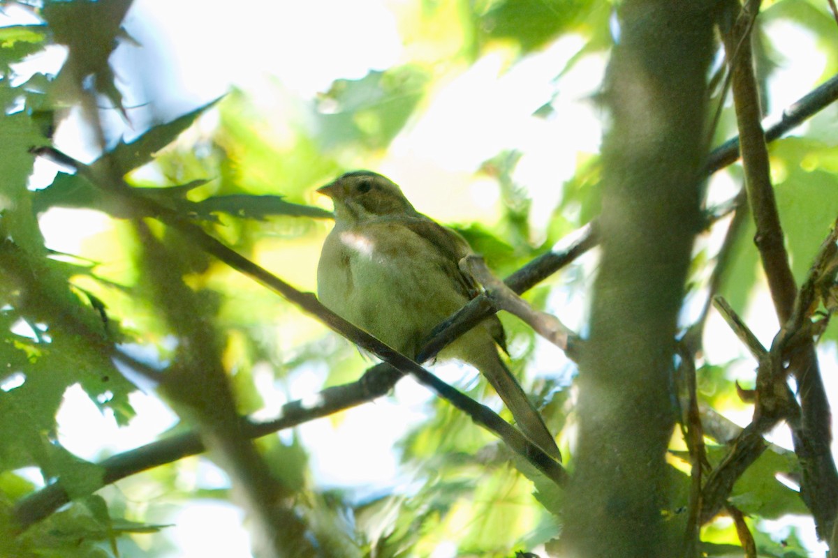 Clay-colored Sparrow - ML642587404