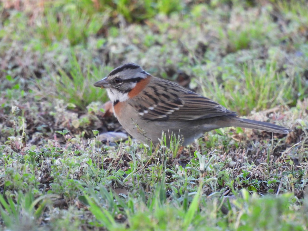 Rufous-collared Sparrow - ML642587422