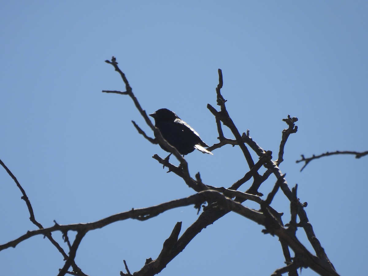 Screaming Cowbird - ML642587429