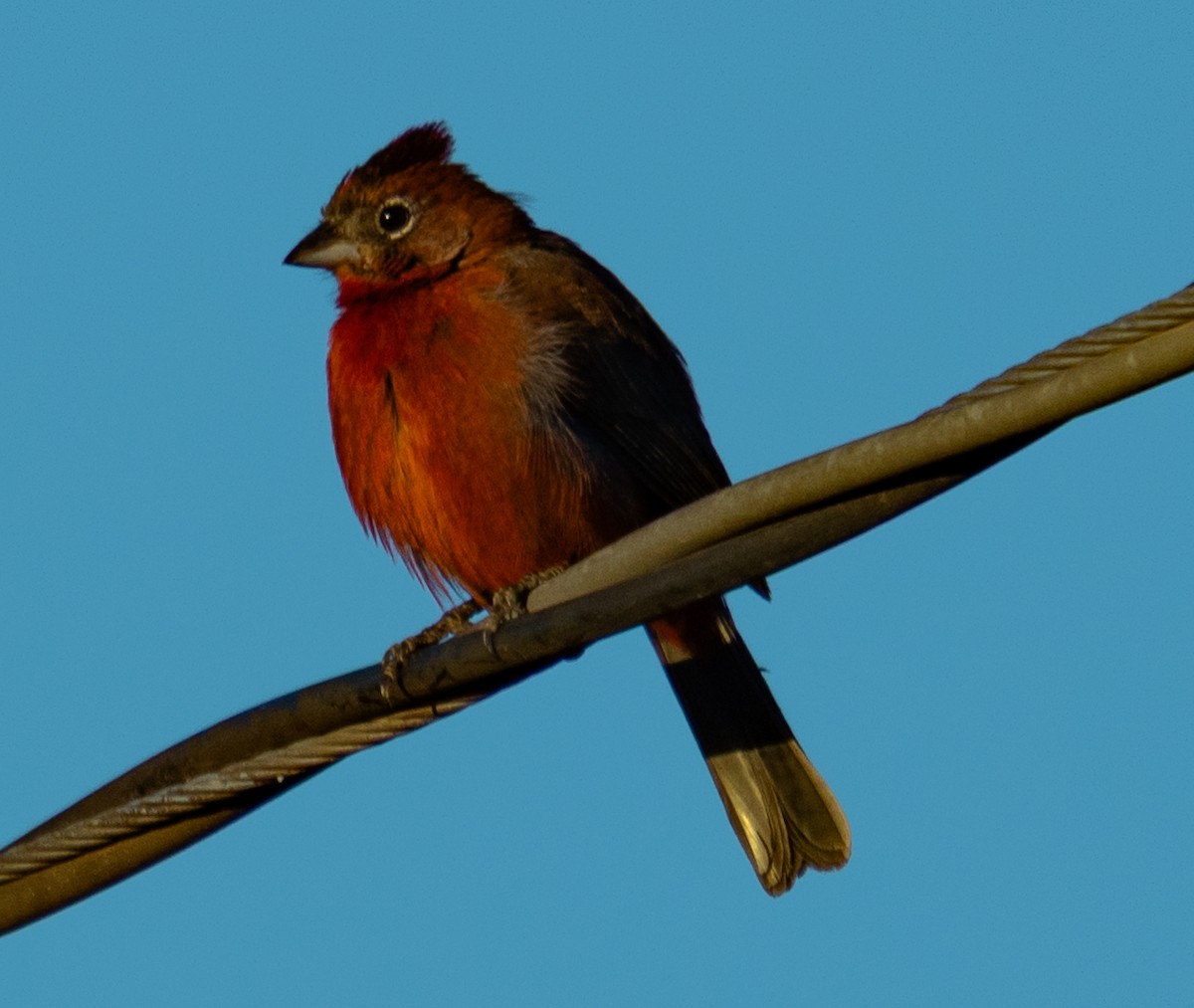 Red-crested Finch - ML642587432