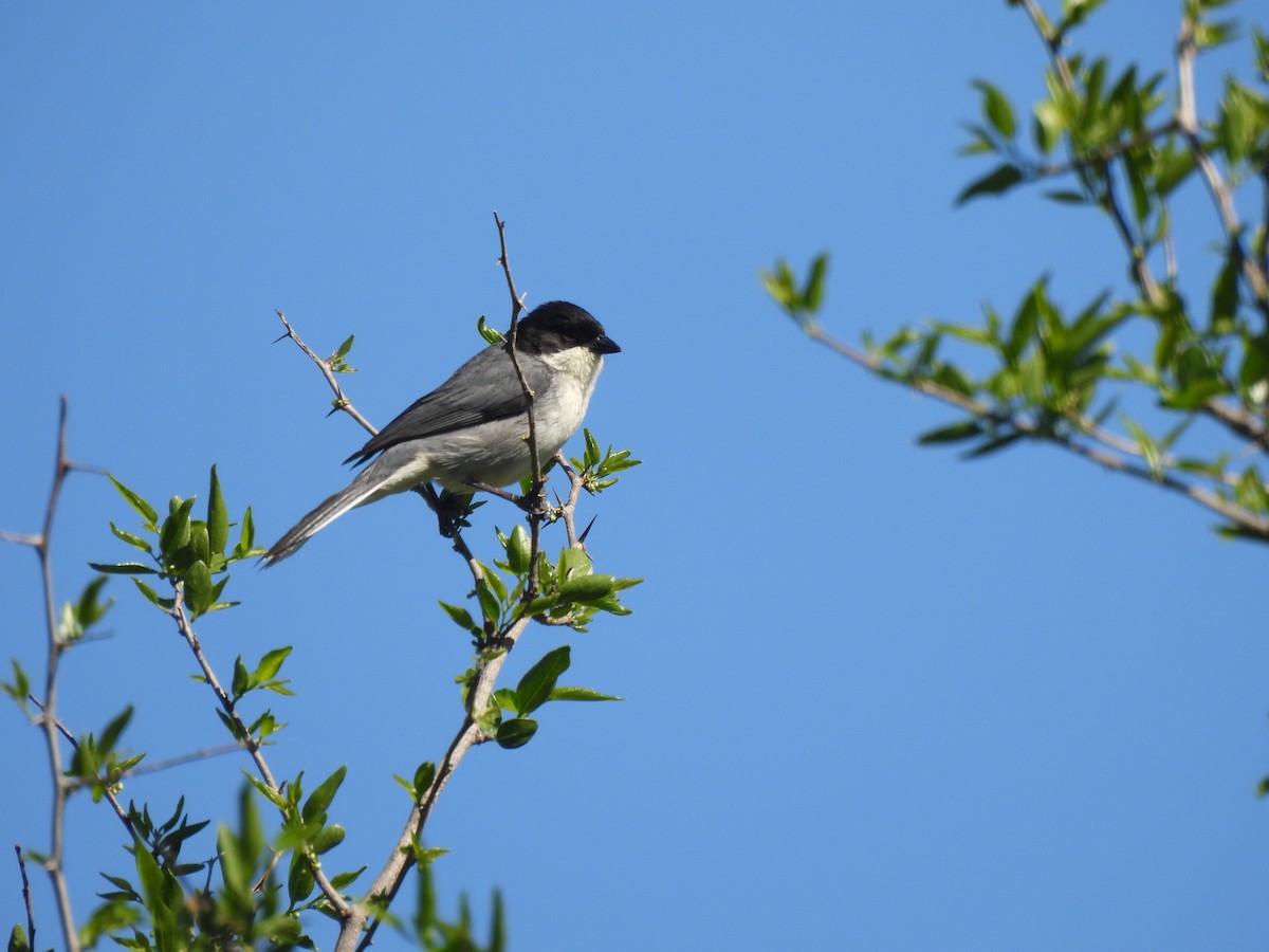Black-capped Warbling Finch - ML642587438