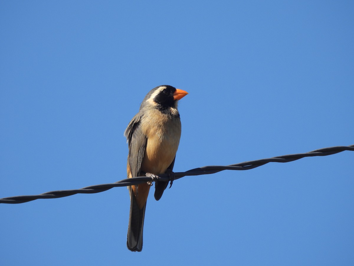 Golden-billed Saltator - ML642587455