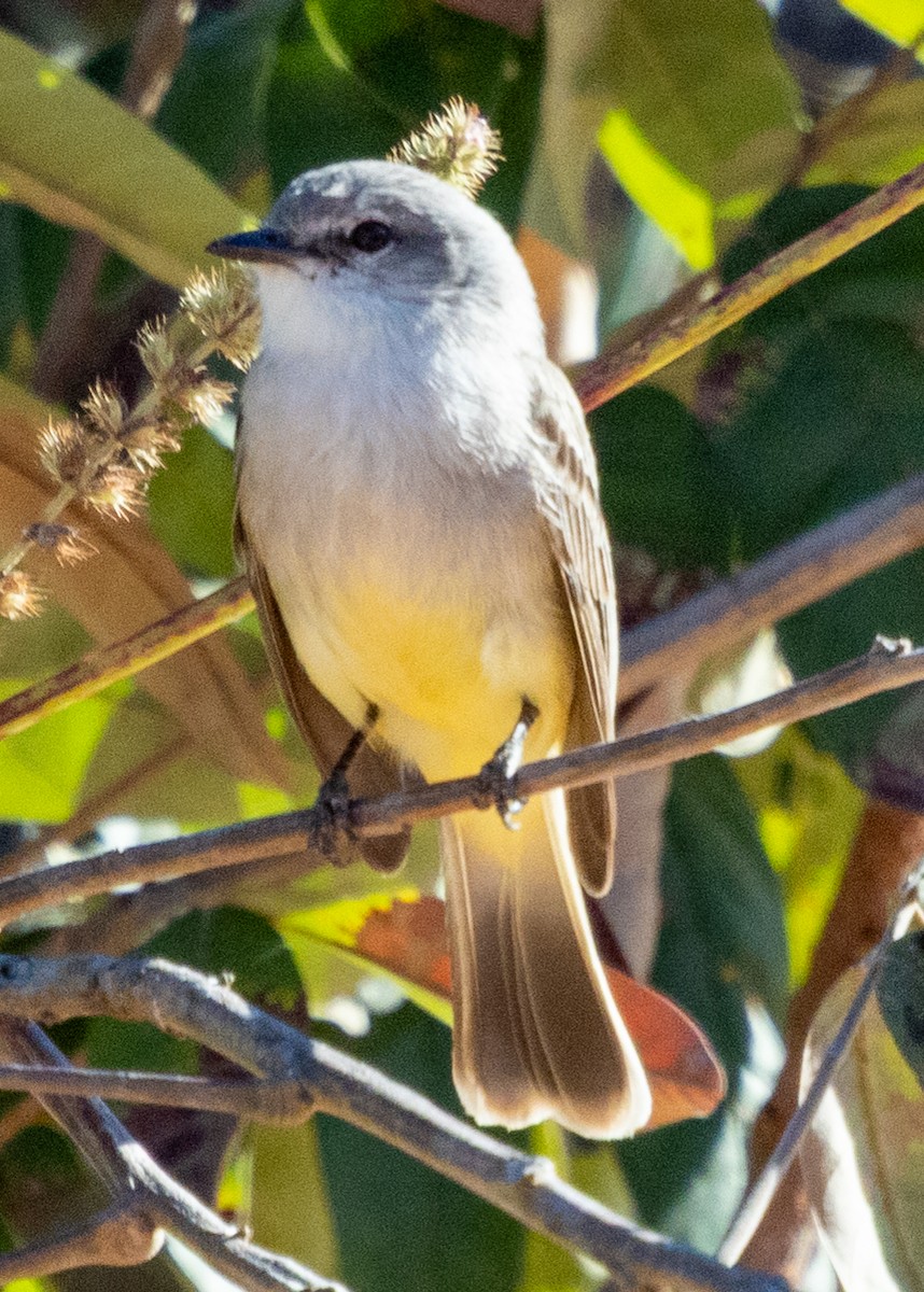 Çapada Tiranuleti - ML642587466