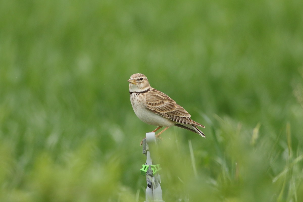 Calandra Lark - ML642587473