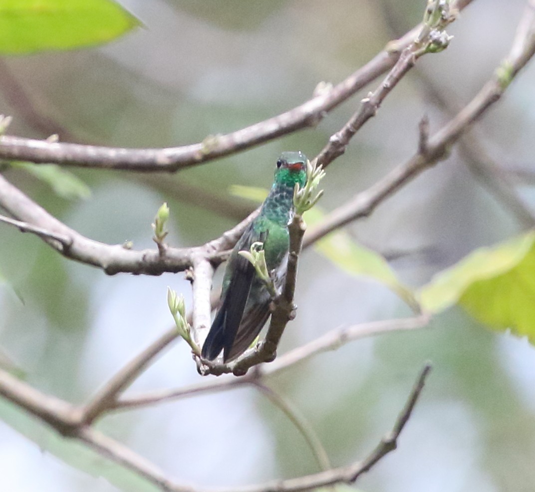 Glittering-bellied Emerald - ML642587480
