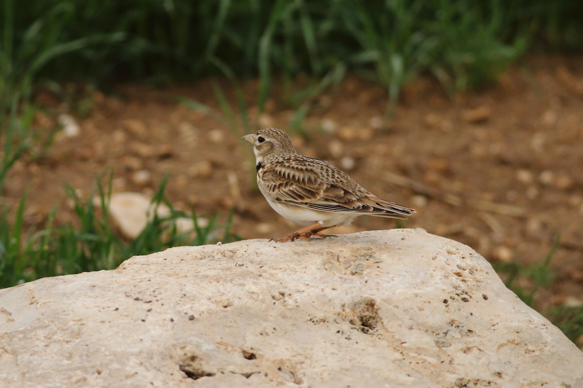 Calandra Lark - ML642587496