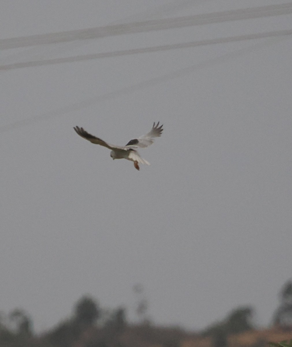 Black-winged Kite - ML642587514